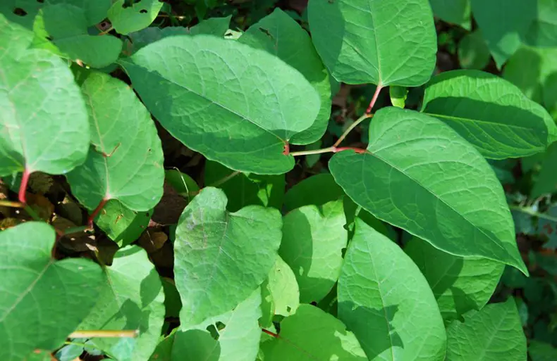 Japanese Knotweed